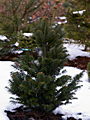 Abies alba Fastigiata IMG_4756 Jodła pospolita